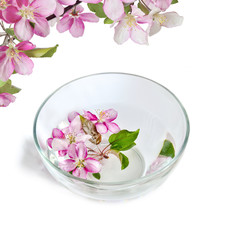 Pink cherry or apple tree flowers floating in bowl with water