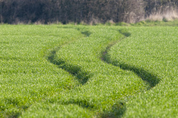 Tractor track through arable field