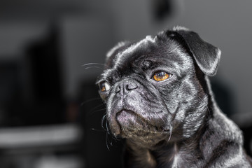 Portrait of a black pug