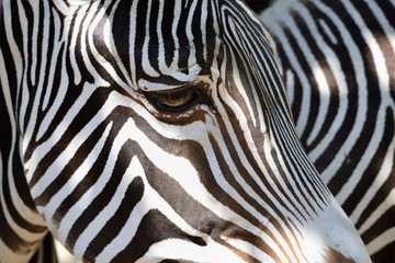 Fototapeta na wymiar A beautiful shot of an animal in nature. Eye of zebra.