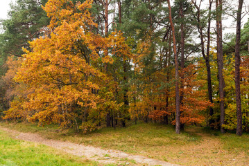 Autumn color in a forest