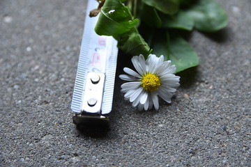 Daisy flower measurements
