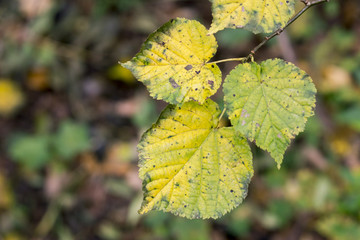 Gelbgrüne Herbstblätter