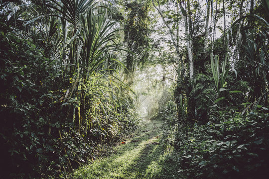Jungle