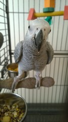 Fototapeta premium African Grey parrot in a cage. Slovakia