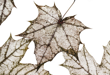 background of polularmechanics dry old maple leaves with carved pattern isolated on white