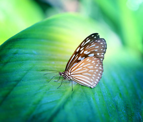 Fototapeta na wymiar Bright photo of a butterfly exotic illuminated