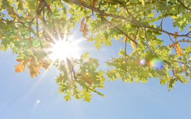 rays of autumn sun shining through the leaves of a tree