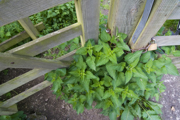 Common nettles (Urtica dioica) by gate
