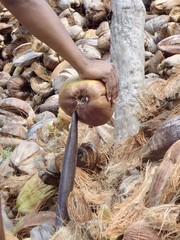 Débarrasser le coco de sa bourré, Seychelles, série 