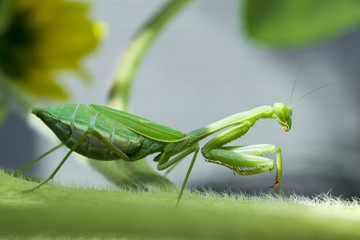 little green
