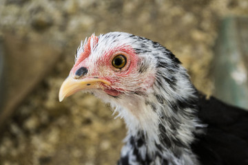 effie