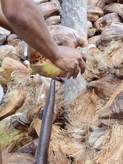 Débarrasser le coco de sa. bourre, Seychelles , série 