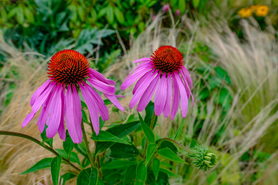 Echinacea Purpurea Magnus, two perfect cone flowers in a close-up shot.