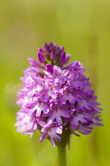 Pyramidal Orchid (Anacamptis pyramidalis) flower