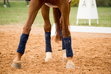 Close up of horse legs in the arena