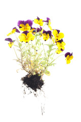 whole pansy plant with roots on isolated white background