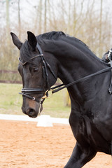Portrait of dressage horse in the arena