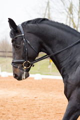 Obraz premium Portrait of dressage horse in the arena