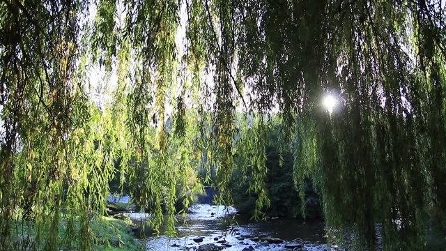foliage of weeping willow with Aude river in background, Occitanie in South of France
