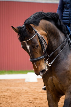 Portrait of dressage horse in the arena