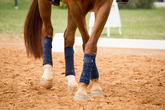 Close up of horse legs in the arena