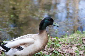 duck