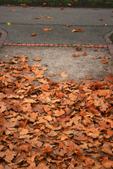 Blätter auf Gehweg im Herbst