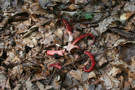 zertretener Tintenfisch Pilz im Wald