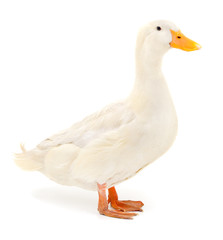 Duck on white.