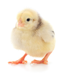 Obraz premium Small yellow chicken.