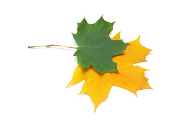 Autumn maple green and yellow leaves