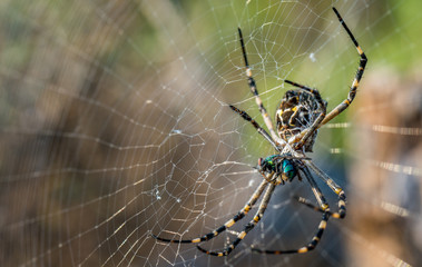 Closeup of orb weaver spider and web