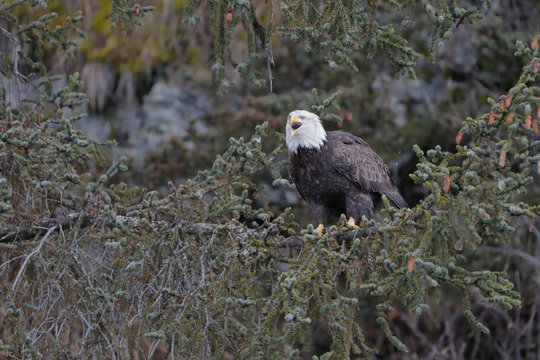 Bald eagle screaming in a tree with pine cones in Alaska