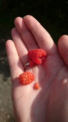 Some raspberries 