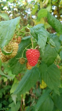 Bush of raspberry with berries