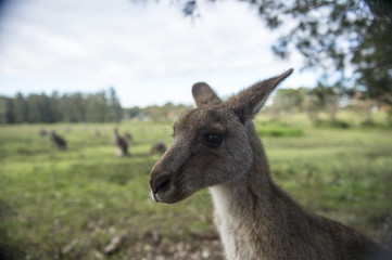 Wild Kangaroo in Australia