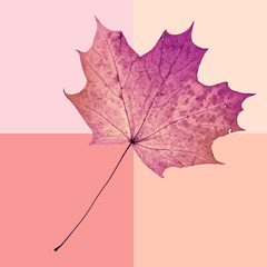 Fall maple leaf background in vintage style. Autumn arrives. Fantasy colorful backdrop