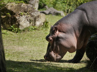 hipopotam nilowy