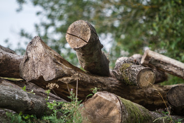 cut wood