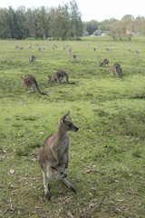 Wild Kangaroo in Australia