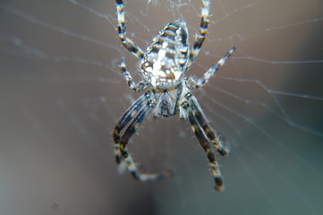 Kreuzspinne Nahaufname
