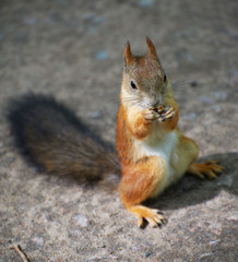 Fototapeta premium Squirrel is sitting on the ground and eating nuts