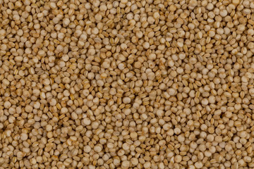 Quinoa seeds close up