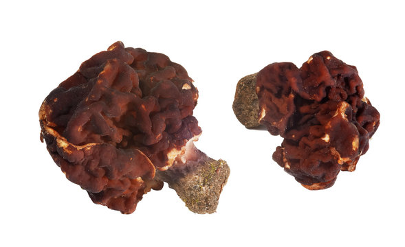 Brown morels on the white background isolated