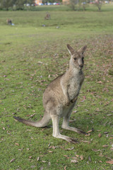 Wild Kangaroo in Australia