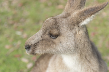 Wild Kangaroo in Australia © leelakajonkij
