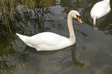 Two white mute swan swims in the lake water.