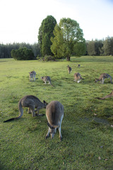 Wild Kangaroo in Australia