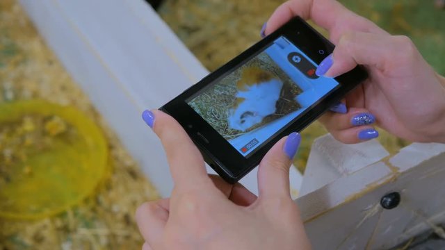 Woman using smart phone take a photo of guinea pig in zoo